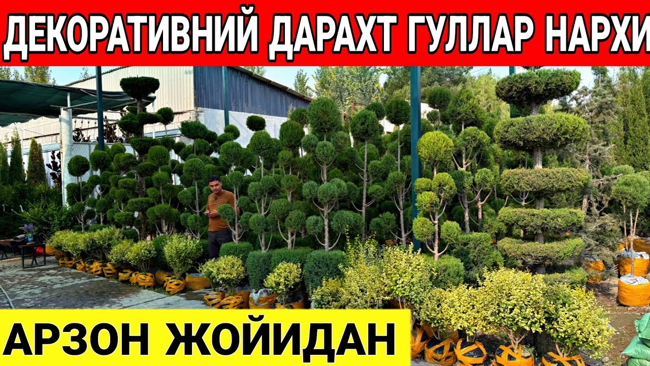 ДЕКОРАТИВНИЙ ДАРАХТ ВА ГУЛЛАР 1ЧИ КОЛ ЖОЙИДАН