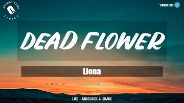 Llona - Dead Flowers (Lyrics)