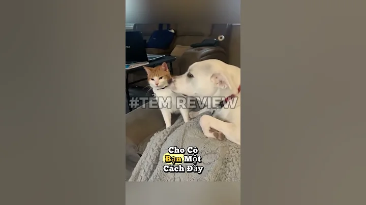 Watch the video about Dog bathing cat #temreview #memes #memevietnam #meme #funny #haihuoc