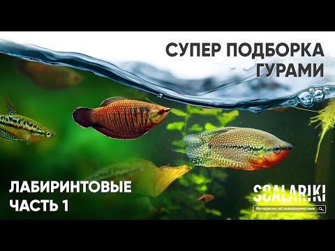 Супер подборка лабиринтовых. Гурами. Часть 1