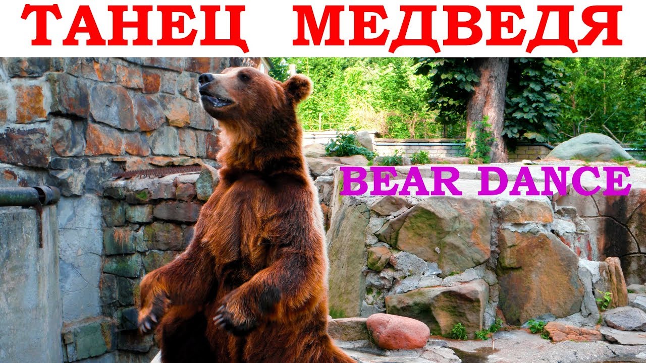 Dance bear com. Медведь танцует. Медведь Браун. Бурый медведь танцует.