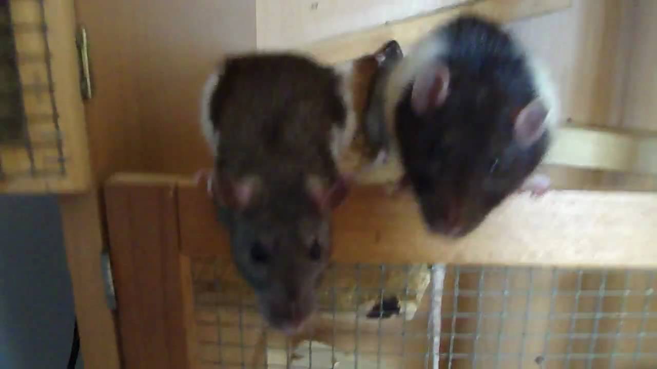 White Rats Singing The Singing Rats - YouTube