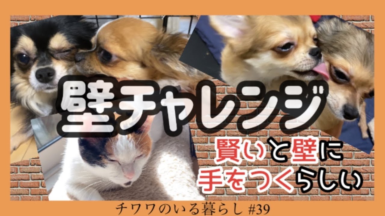 壁チャレンジ 賢い犬 猫は壁に手をつくらしい チワワのいる暮らし 39 Youtube 壁チャレンジ 賢い犬 猫は壁に手をつくらしい チワワのいる暮らし 39 Youtube