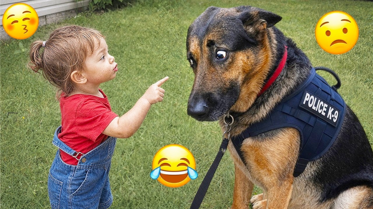 HILARIOUS Dogs Being Weird 🤪 | 60 Minutes Of Funny Dog Videos