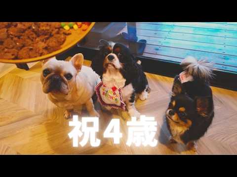 Celebration🎉] We all went all-out to celebrate our dog's 4th