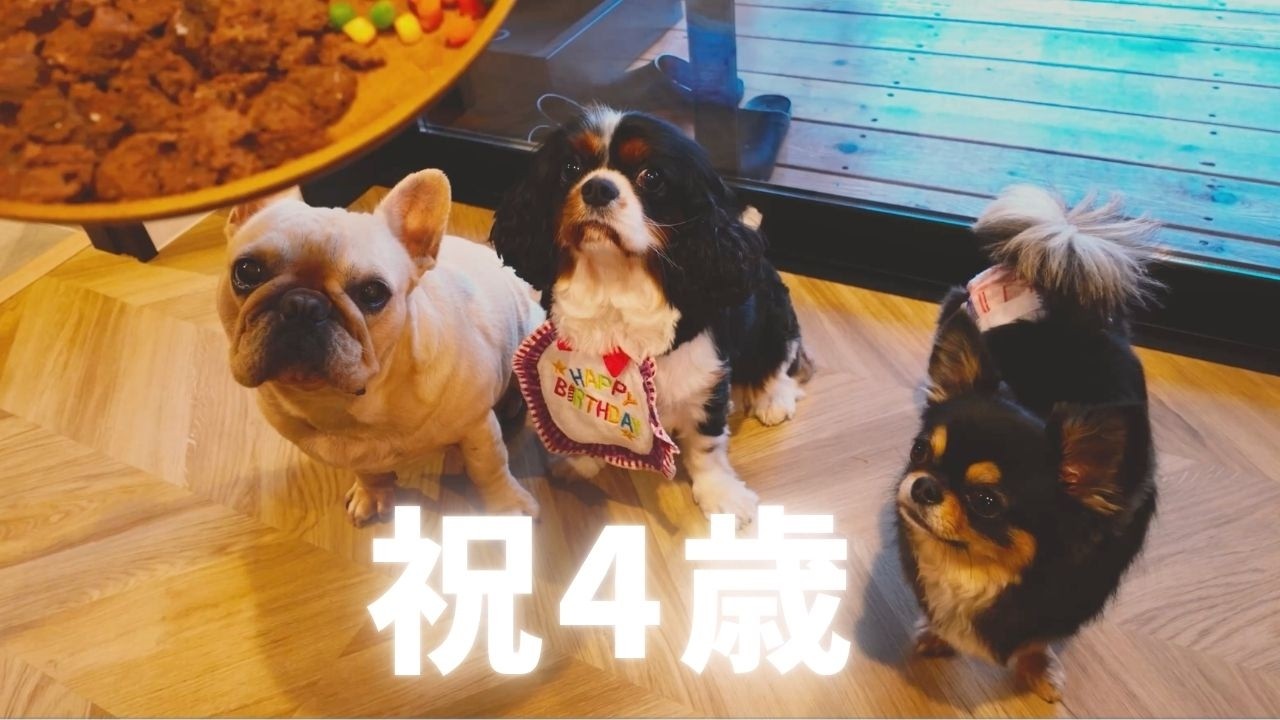 Celebration🎉] We all went all-out to celebrate our dog's 4th