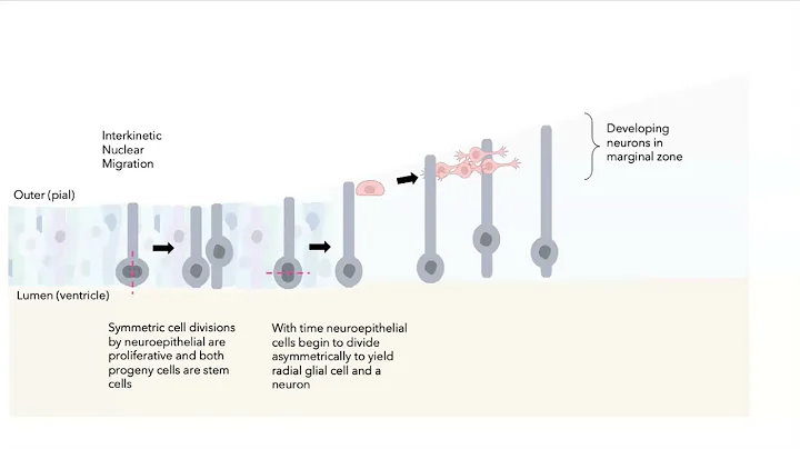 Neurogenesis in the mammalian brain
