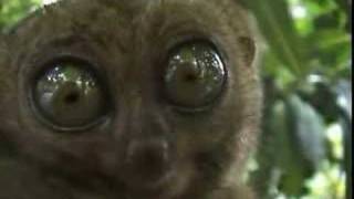 Kobold Maki Eyes