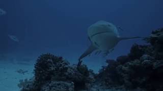 Bull Shark in Fiji, The Awakening Shark Dive in the Yasawa