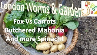 Container Garden 21/06/17 #FoxVsCarrots #Butchered Mahonia #Spinach