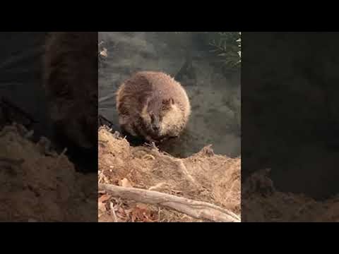 Bedårende bever tar et bad || ViralHog