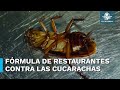 Frmula casera para eliminar las cucarachas