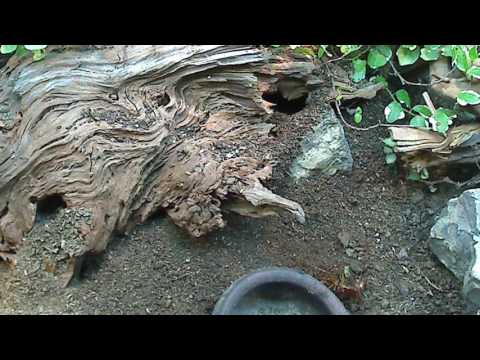 Hidden Video: The Golden Empire in the Hacienda Del Dorado - Hidden Video: The Golden Empire in the Hacienda Del Dorado