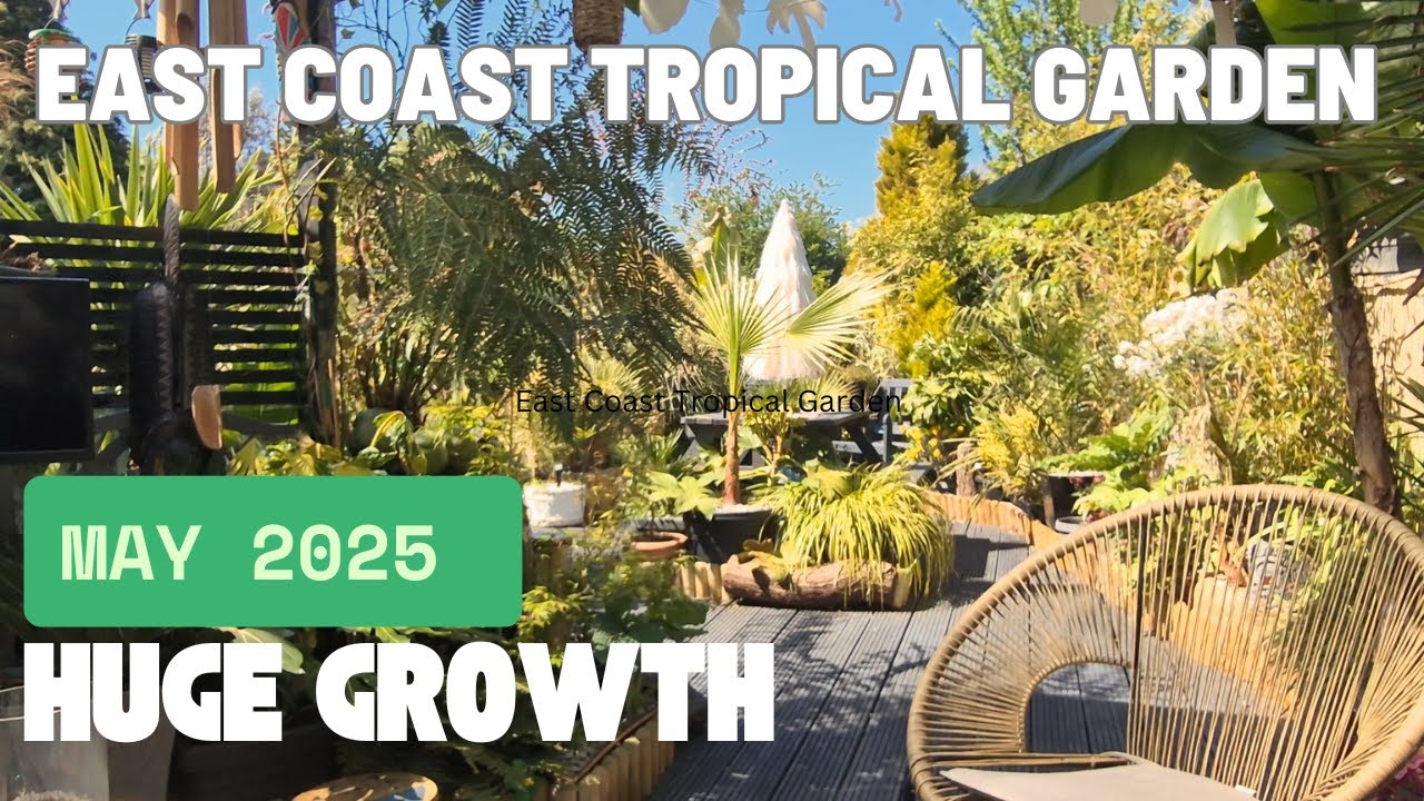 May 2025 Update Garden Tour | Huge Growth | Palm Trees | Musa basjoo #plants #tropicalgarden