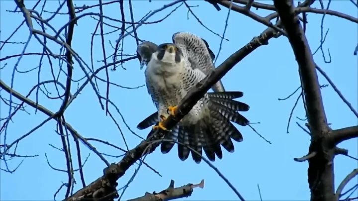Peregrine Falcon   dive fighter! The fastest animal on the planet! #animals #shorts #wildlife