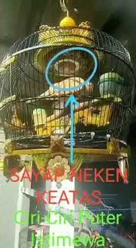 TIPS MEMILIH PUTER PELUNG CALON ISTIMEWA BOSS BOY BF