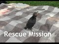 WE SAVED A BIRD (maybe)