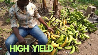 How to increase your crop yield in 2023