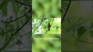 Watch This Clever Robin Snatch a Worm – The Early Bird Really Does Get the Best Meal!