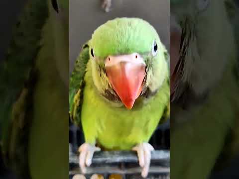 Meto Meto Talking The Parrot Viral Video Of Talking Meto