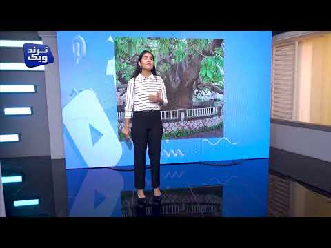 بعد عشرين قرناً من الوقوف... سقوط شجرة الغريب | ترند ويك