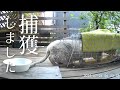 捕獲〜動物病院、そして検査の結果... 保護された猫と、今も外で生きる猫(13)