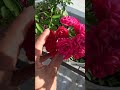amazing rise flower 😍🌹❤️#ytshorts