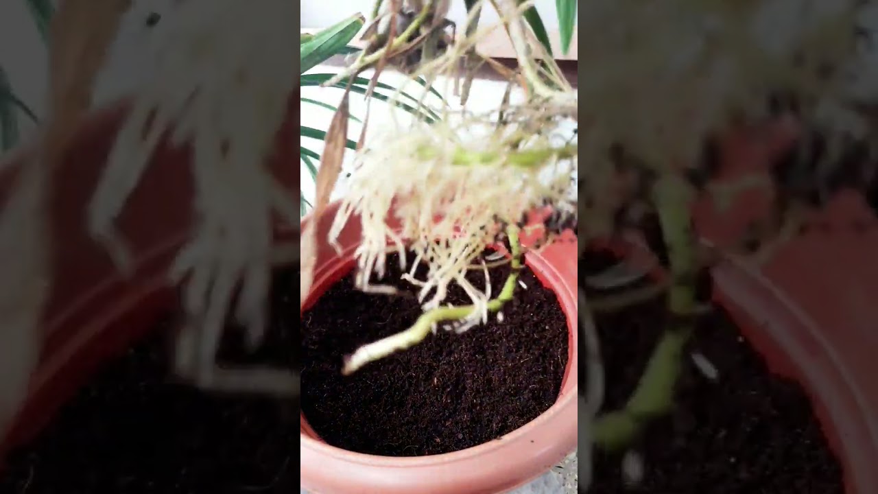 CREATING NEW PLANT FROM BASMATI LEAF PLANT.