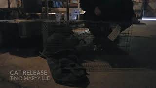 T N R Maryville cat release