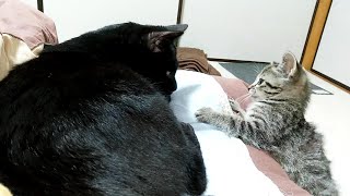Sleep with cats
