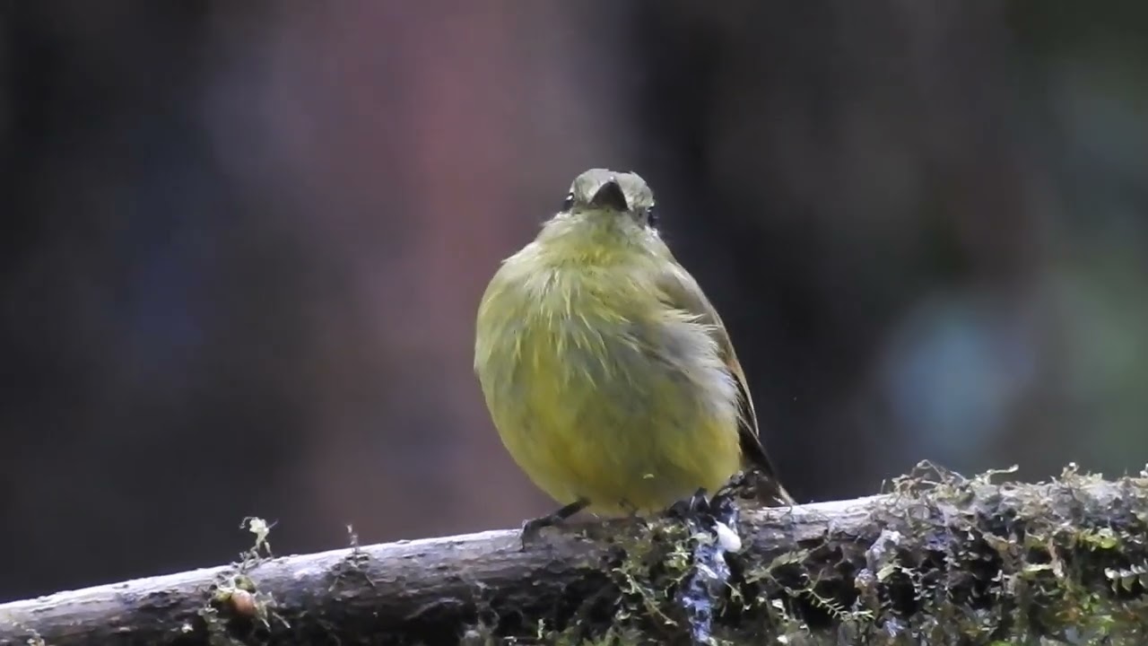 Flavescent Flycatcher immature at las Cotingas Reserve, Ecuador