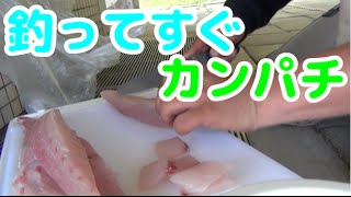 #５ 佐賀～東京釣りの旅　釣った直後のカンパチを食らう