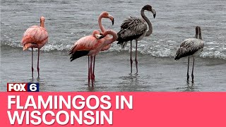 Port Washington flamingos could be states 1st sighting | FOX6 News Milwaukee