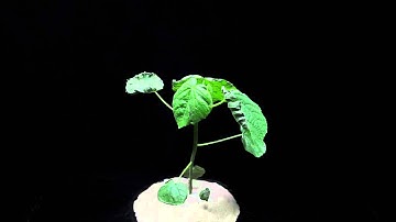 Glufosinate (SOA 10) velvetleaf mid