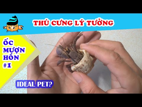 Video: Cua đất Hermit làm thú cưng