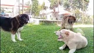 CAUCASIAN SHEPHERD by ZDB Kennel 668 views 2 years ago 59 seconds