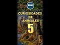 Curiosidades de animales 5 #Shorts #animales #curiosidades #cosasquenosabias #animalesraros #cerdos