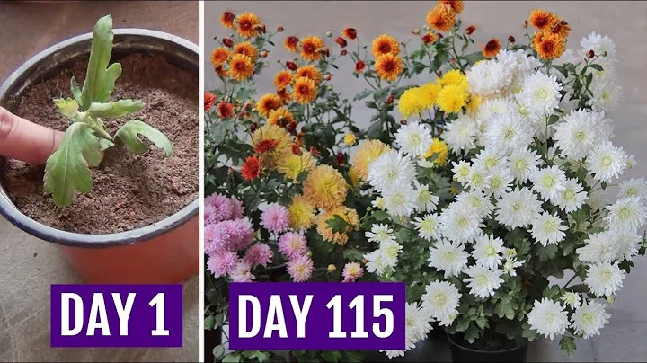 Grow Chrysanthemum in 4 Inch Pot  & Get HEAVY Flowering - DayDayNews