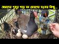 দুর্ভাগা মা বন মোরগটির জীবন কাহিনী | Bird Story-170 | The life story of Moorhen Bird | Jamuna news