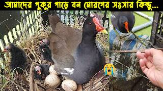 দুর্ভাগা মা বন মোরগটির জীবন কাহিনী | Bird Story170 | The life story of Moorhen Bird | Jamuna news