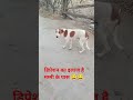 डिप्रेशन का इलाज है मम्मी के पास 😀😀,#toymastiindia #funny #comedy #dog