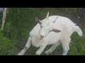 🐐 Козочки 🐐 село Головенка Житомирская область 🐐