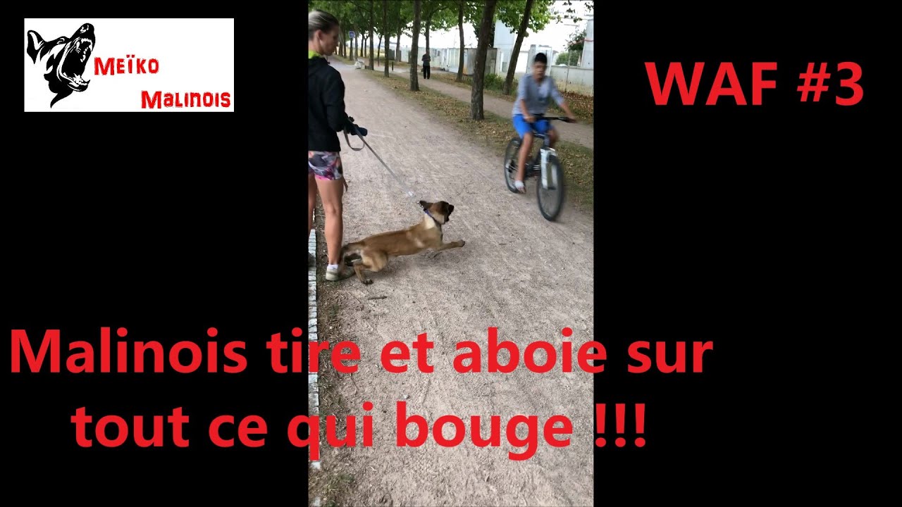 WAF #3 - Rubis - Malinois - Réactivité Voitures et Vélos !