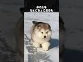 いろんな動物の赤ちゃん集 #犬 #猫 #動物 #赤ちゃん動物