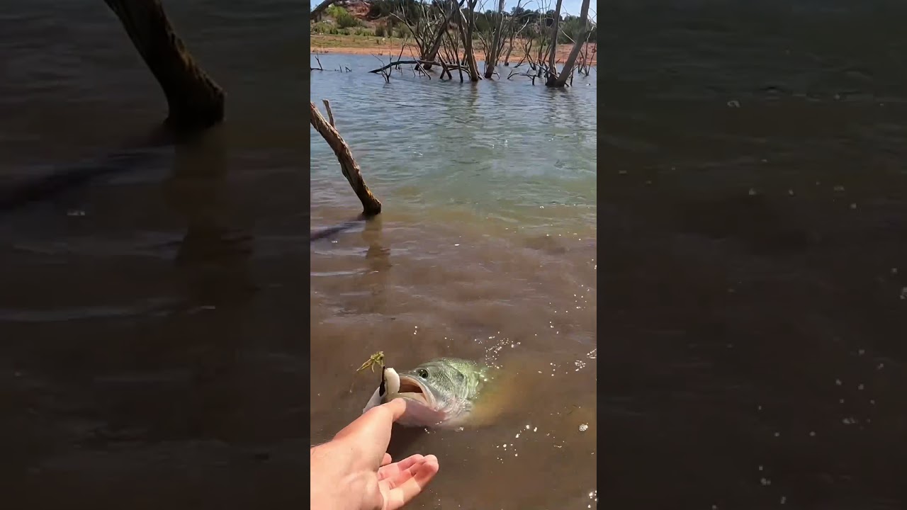 Flipping swimbaits into heavy cover!