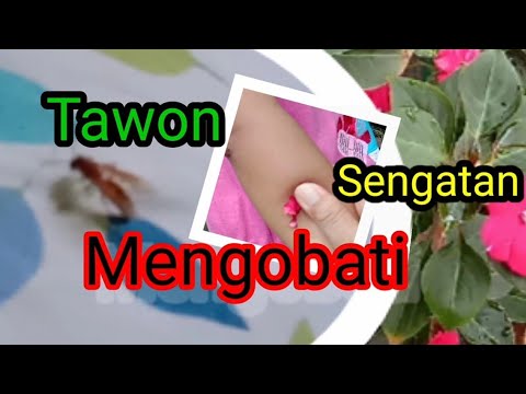 Cara Mengobati Sengatan Tawon 