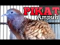 Pikat Perkutut Malas Bunyi Coba Dengarkan Suara Perkutut Ini Mp3 - Mp4 Download