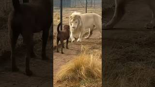 Funniest Cat and Dog Moments Ever😂#funny #pets #shorts