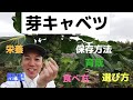 芽キャベツの栄養、食べ方、選び方、育成、歴史などの豆知識【しゅうたの畑便り】