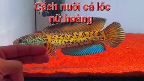 Cá lóc nữ hoàng và cách chăm sóc